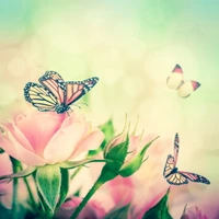 Vintage Pink Rose with Butterflies in Abstract Background