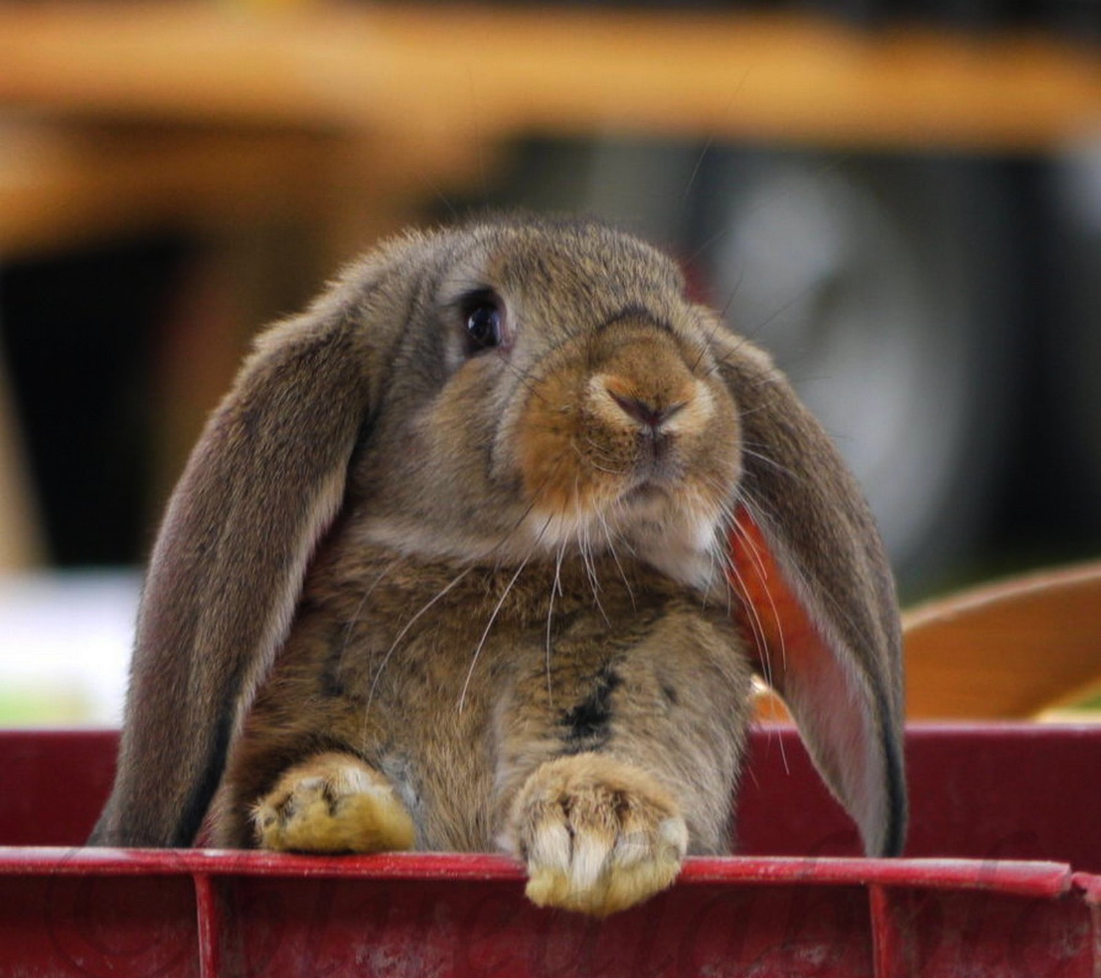 There is a rabbit sitting in a red box with its head on the table (bunny, cute, little, nature)