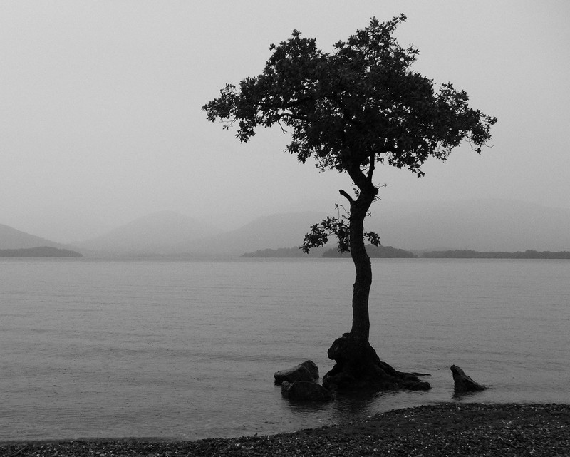 Одинокое дерево на берегу озера (a tree, тёмный, ночь, море, силуэт)