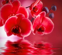 Vibrant Red Orchids Reflected in Water