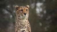 Gepard in der Wildnis: ein auffälliges Porträt, das seine markanten Flecken und seinen scharfen Blick zeigt.