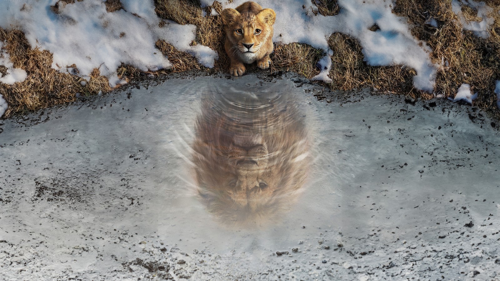 Un chat qui se tient dans l'eau (mufasa le roi lion, mufasa the lion king, 8k, films de 2024, 5k)