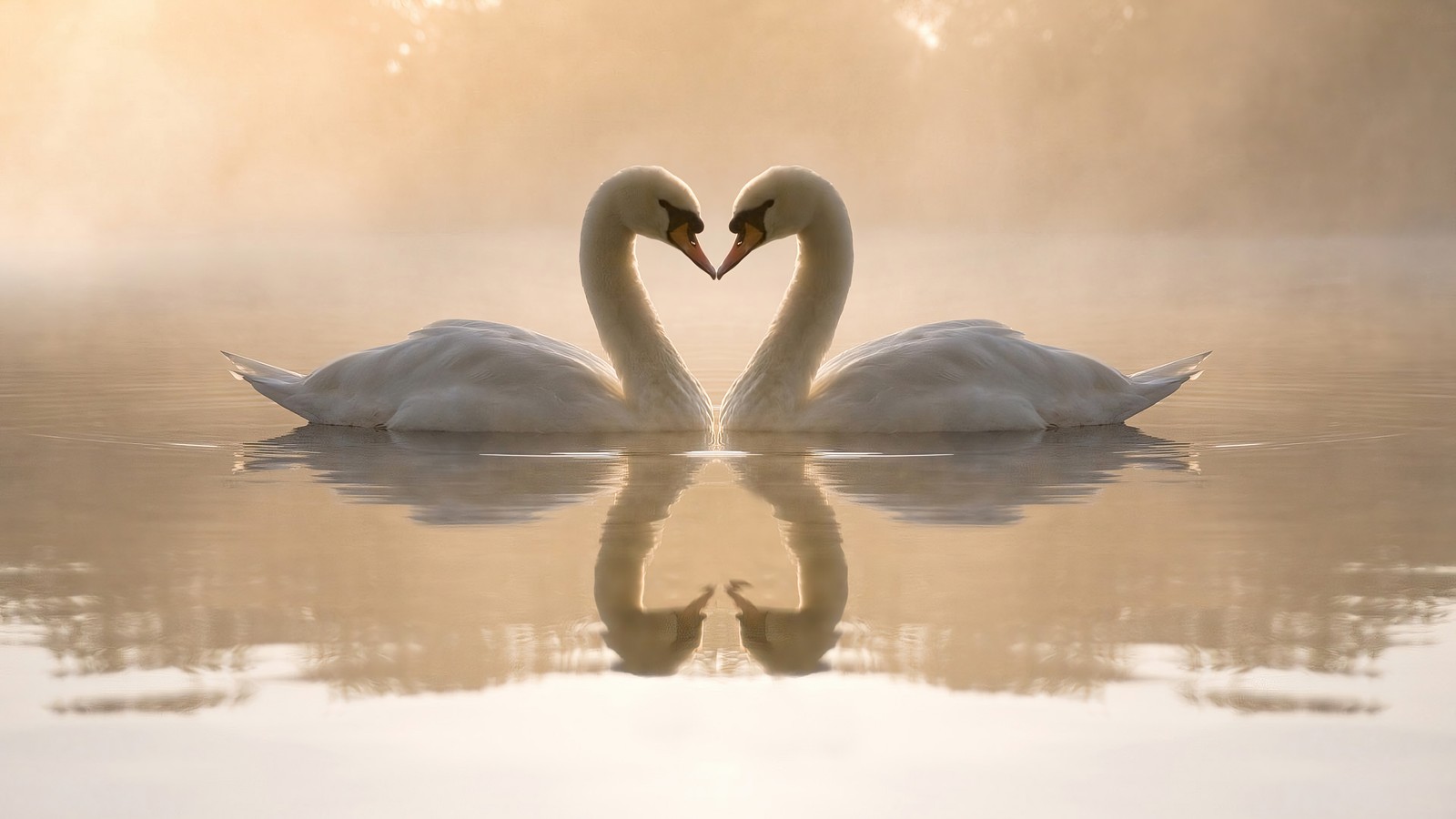 Il y a deux cygnes formant un cœur dans l'eau (swan couple, cœur, animal, animaux)