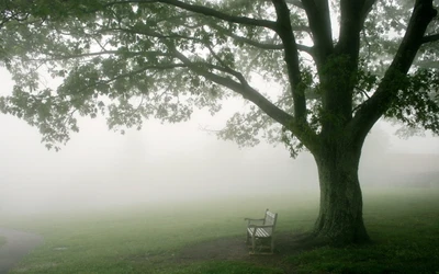 Brouillard mystique du matin sous un arbre majestueux