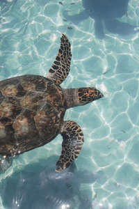 Tortuga marina elegante nadando en aguas claras