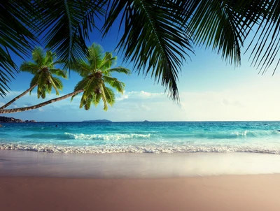 Ruhige Strandlandschaft mit üppigen Palmen und ruhigem türkisfarbenem Wasser