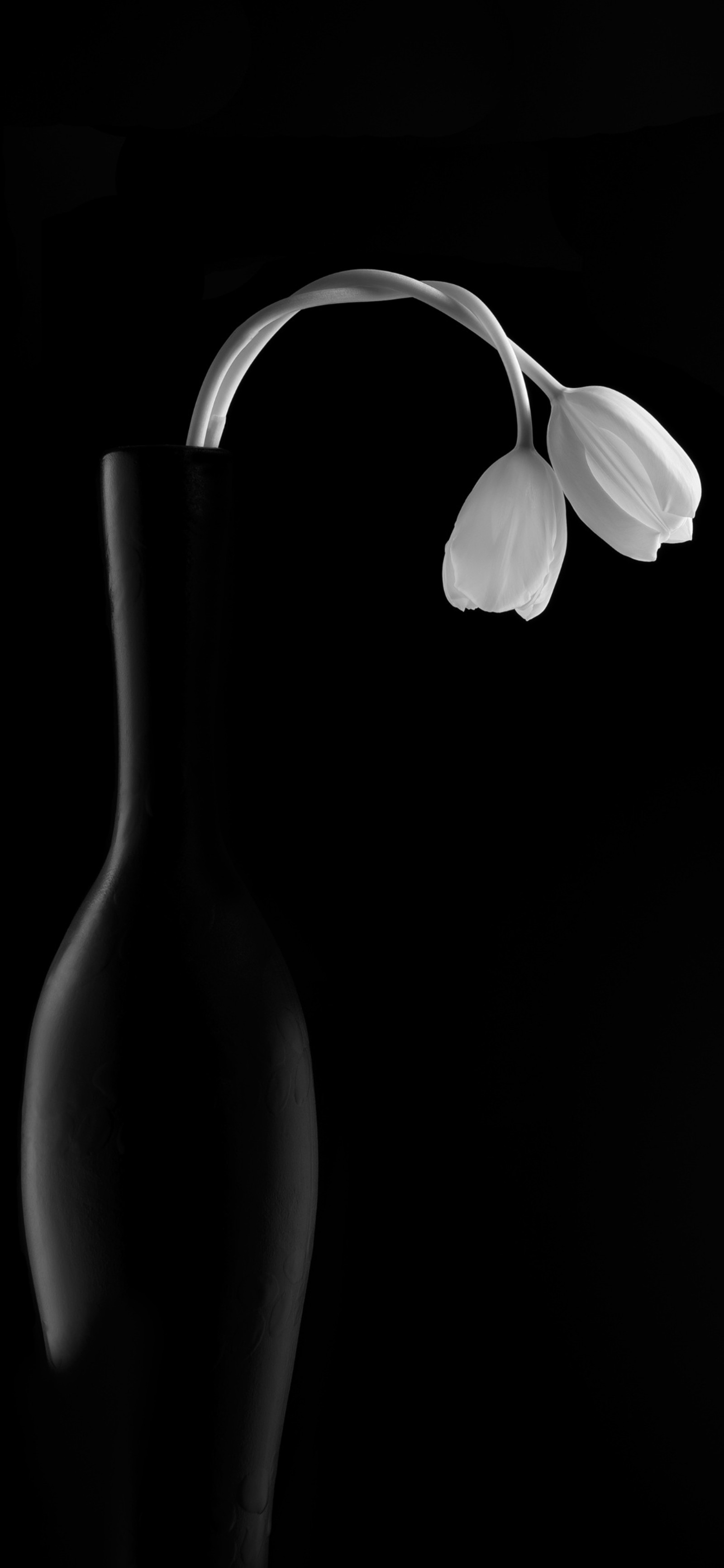 Descargar fondo de pantalla blanco y negro, planta, utensilios de servir, flor, planta terrestre