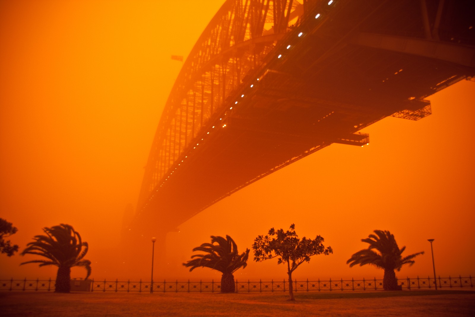 Téléchargez le fond d'écran sydney, tempête, orange, jaune, arbre