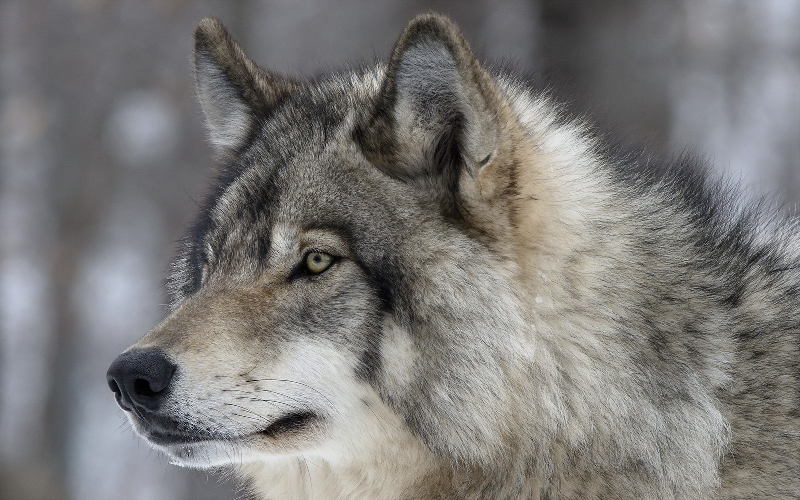 Um close de um lobo olhando para o horizonte (focinho, fauna, cão lobo de saarloos, cão lobo, cão lobo de kunming)