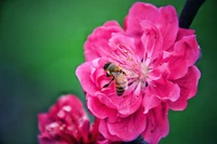 Flor rosa com uma abelha mel polinizando