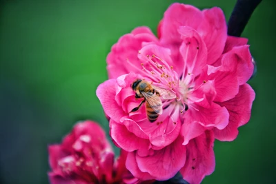 Flor rosa com uma abelha mel polinizando