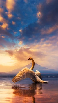 Cisne mudo sereno extendiendo las alas bajo un dramático atardecer