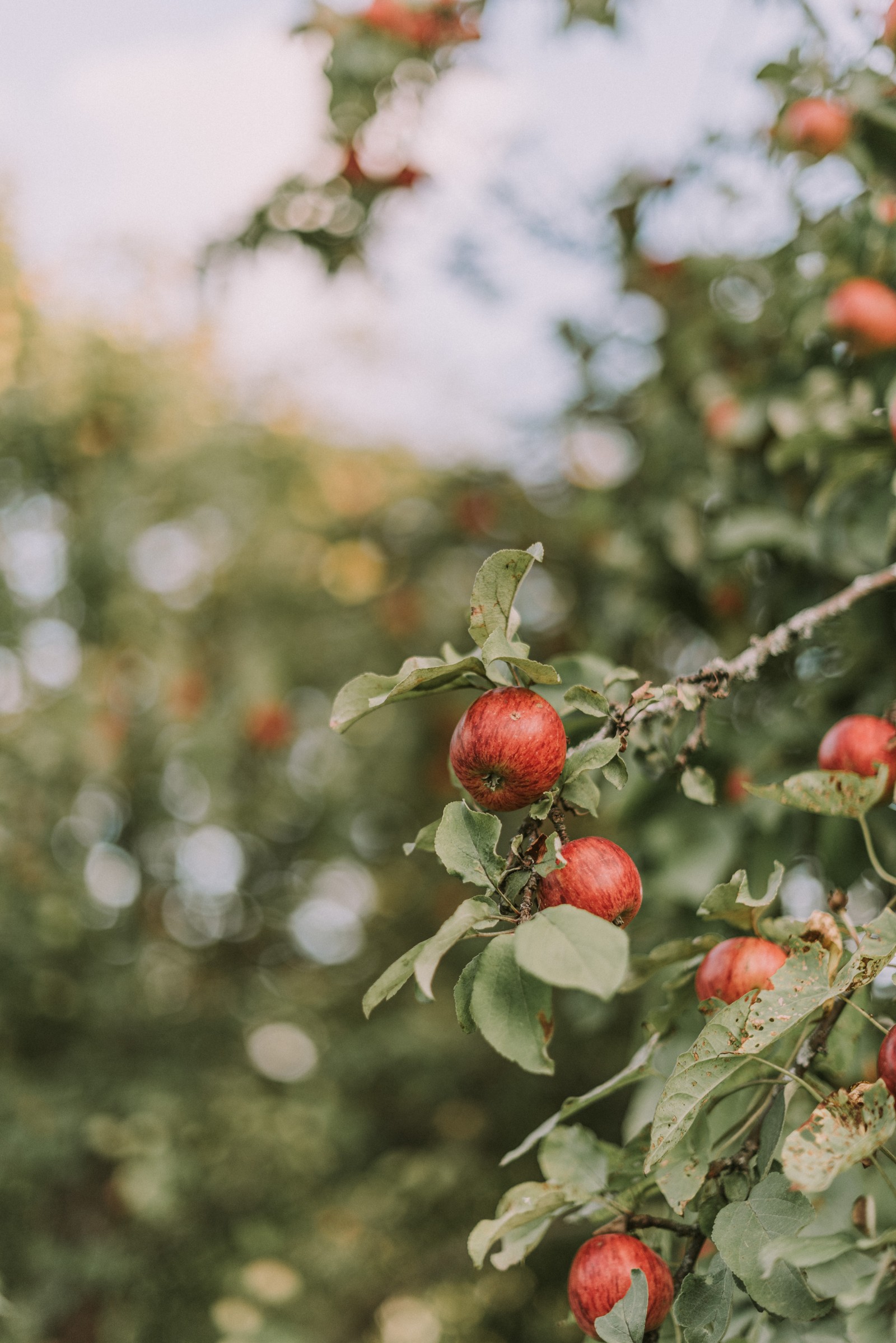 There is a tree with many red apples hanging from it (flower, plant, fruit, flowering plant, rose hip)