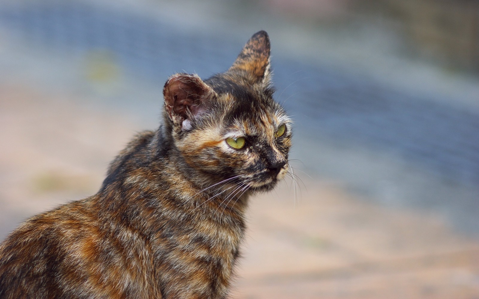 Es gibt eine katze, die auf dem boden sitzt und auf etwas schaut (wildkatze, dreifarbige katze, wildleben, schnauze, toyger)