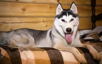 Cachorro de Husky Siberiano relajándose en una manta acogedora