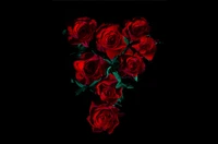 red roses, amoled, 8k, rose flowers, black background wallpaper