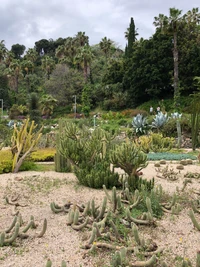 Vielfältiger Strauchland mit Sukkulenten und Palmen in einem Botanischen Garten