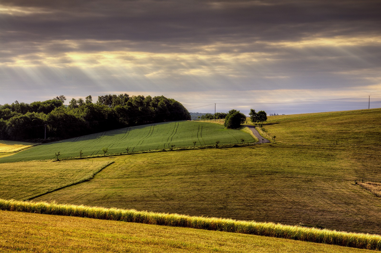 Vue d'un champ avec quelques arbres et une clôture (agriculture, ferme, champ, prairie, pâturage)