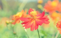 fleur, plante à fleurs, pétale, plante, cosmos de jardin