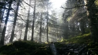 forêt, norvège, arbre, nature, boisé