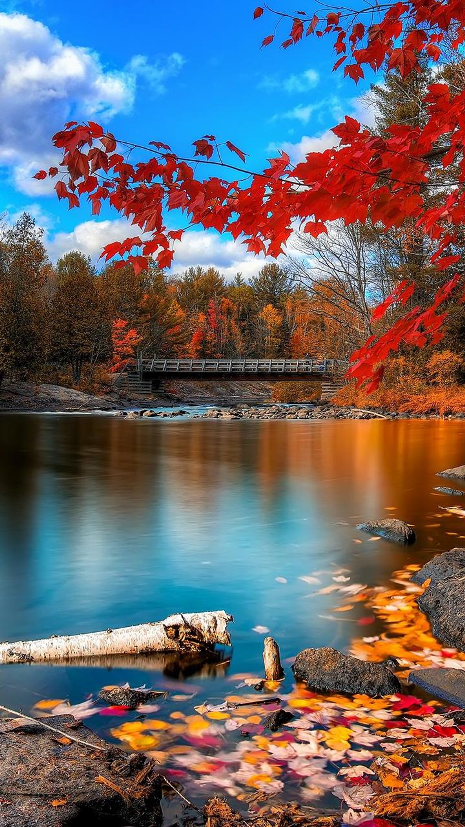 Herbstblätter auf dem boden und ein umgefallener baum im wasser. (yosemite nationalpark, bow lake, nationalpark, natur, park)