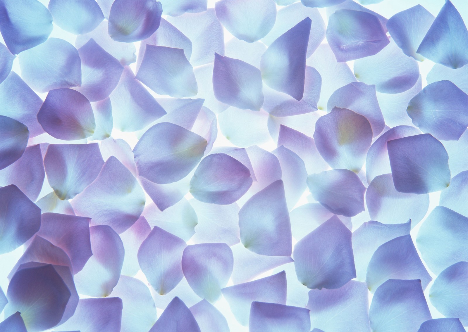 A close up of a bunch of purple petals on a white surface (flower, petal, purple, blue, lilac)