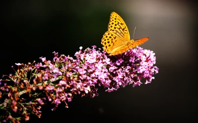 Gros plan d'un papillon fritillaire jaune sur des fleurs roses