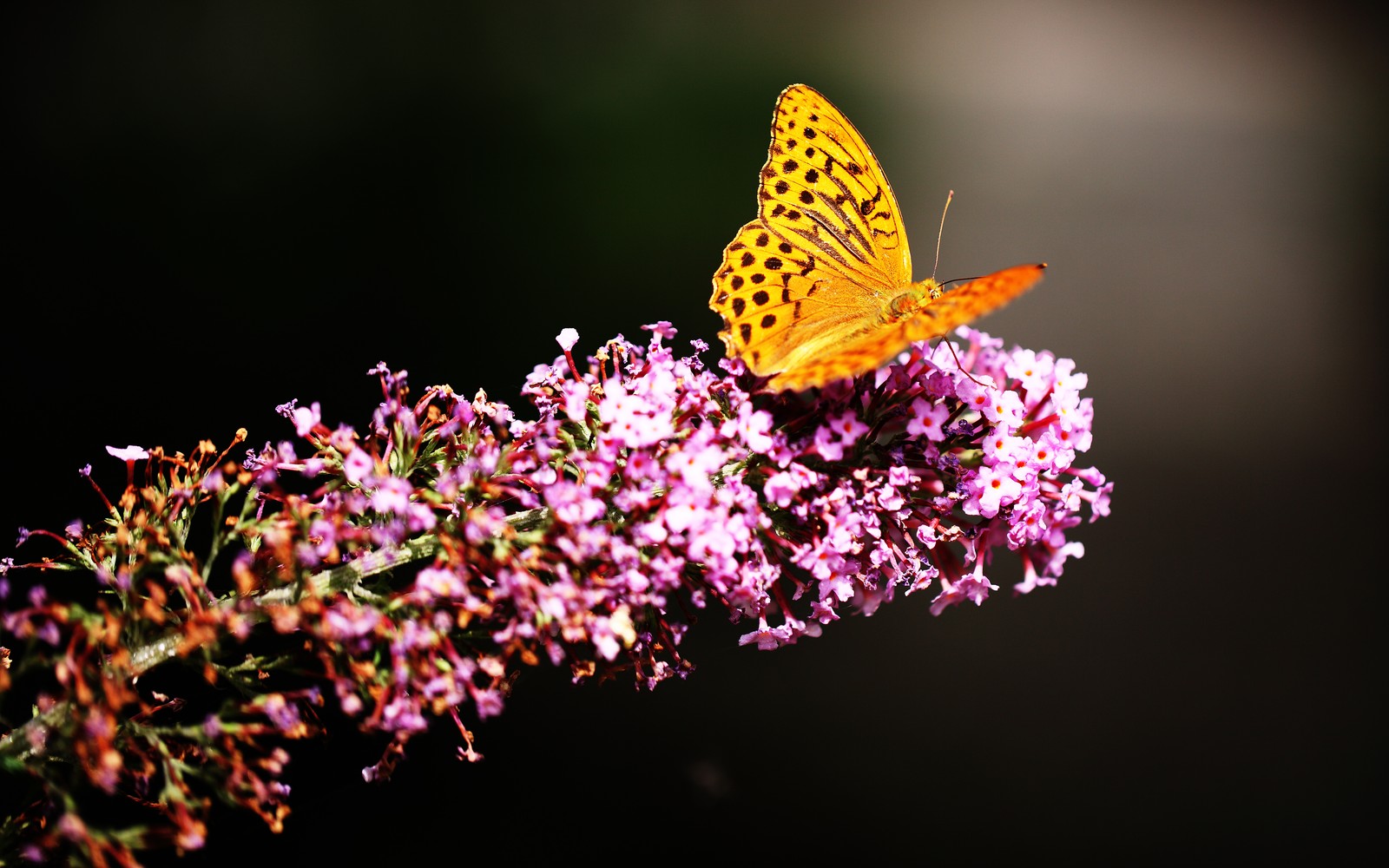 Lade fritillaries, schmetterling, gelb, rosafarbene blumen, selektive fokussierung Hintergrund herunter