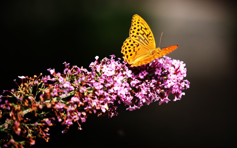 Бабочка сидит на цветке (fritillaries, бабочка, желтый, розовые цветы, выборочное фокусирование)