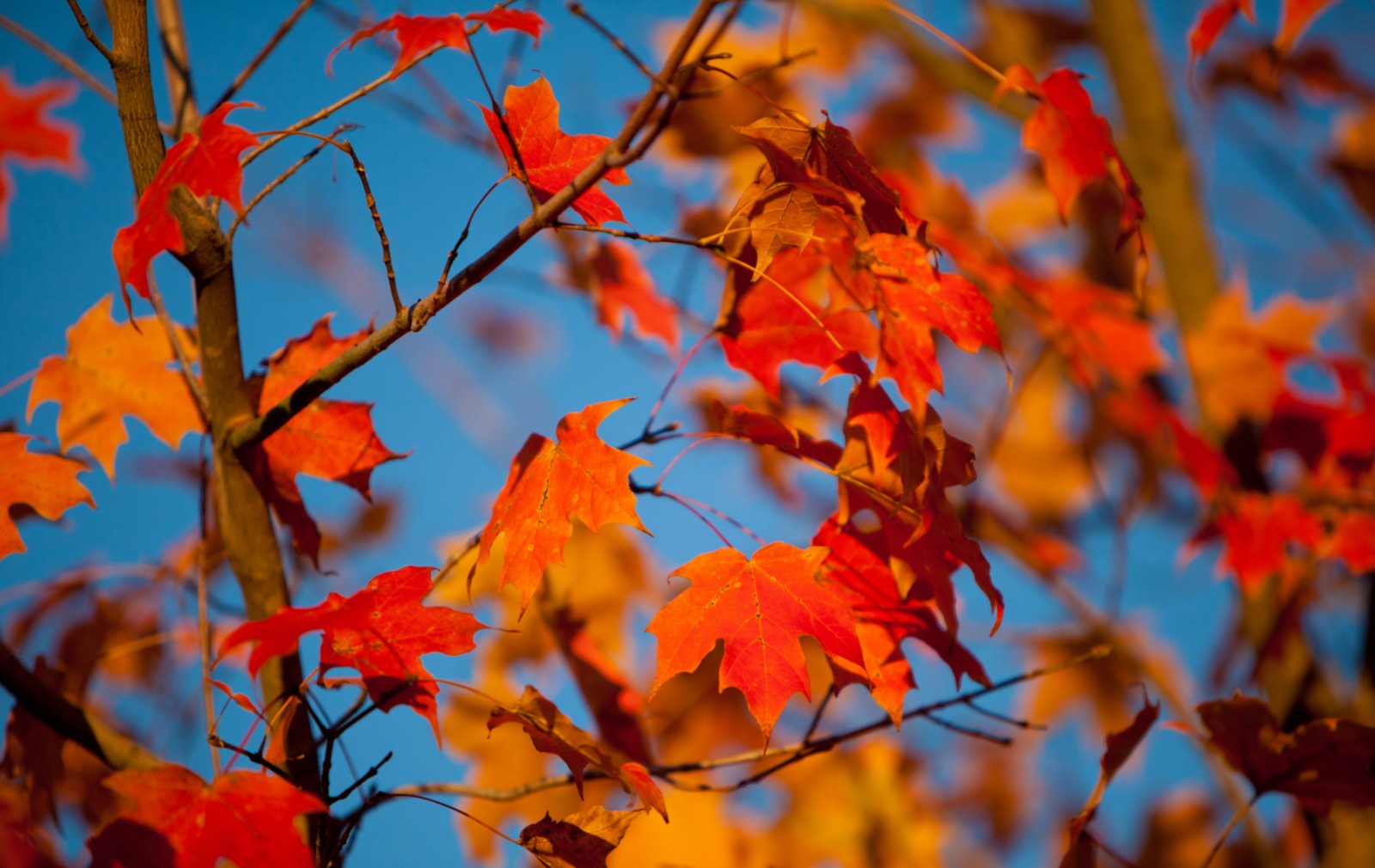 Descargar fondo de pantalla hojas de otoño, otoño, color otoñal de las hojas, hoja, ramo