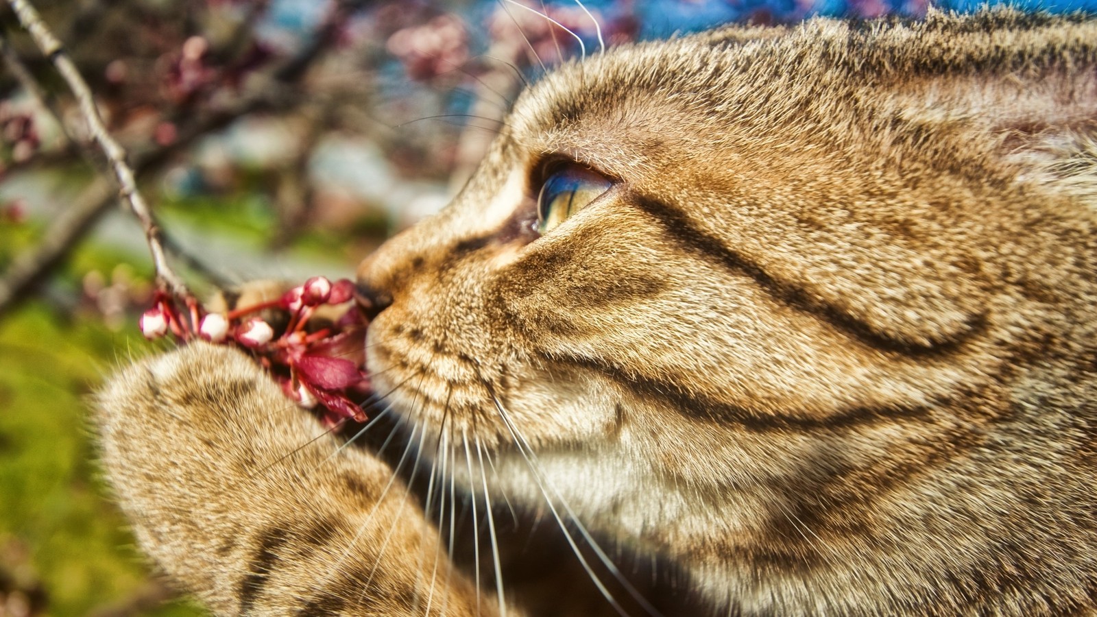 Кот, который нюхает цветок на ветке (кот, котёнок, собака, дикая кошка, цветок)