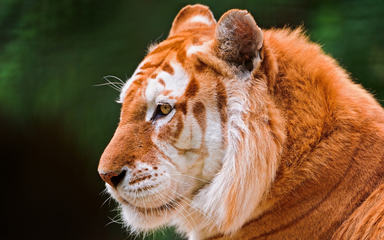 Ein tiger, der auf etwas in der ferne schaut (goldener tiger, jaguar, wildkatze, wildleben, tiger)