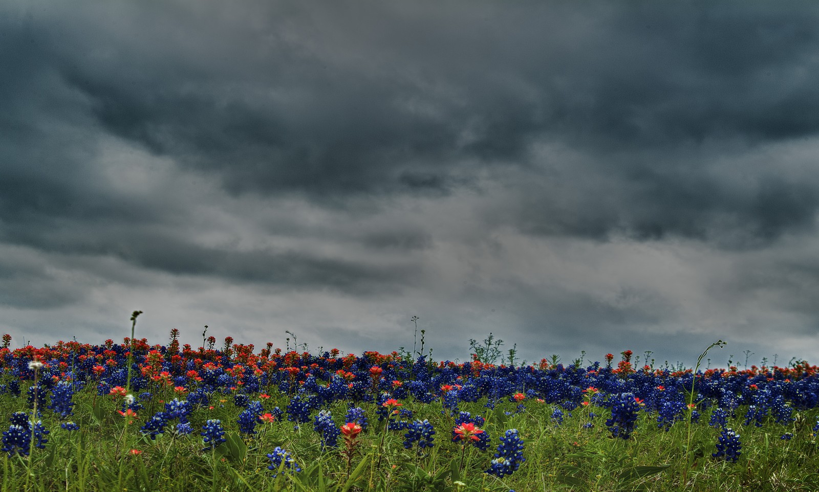 Il y a un champ de bluebonnets et de fleurs rouges sous un ciel nuageux (fleur, fleur sauvage, prairie, nature, bluebonnet)