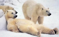 Relaxed Polar Bears in Arctic Snow