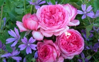 garden roses, pink, floribunda, rosa centifolia, rose