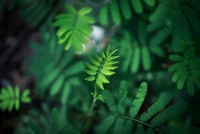 Helechos verdes exuberantes: Un estudio sobre la diversidad de plantas terrestres