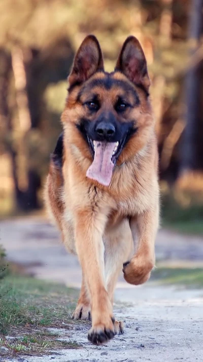 cachorro, alemão, pastor