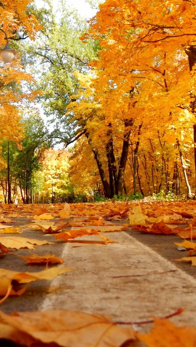 Goldene Blätter bedecken eine ruhige Herbststraße