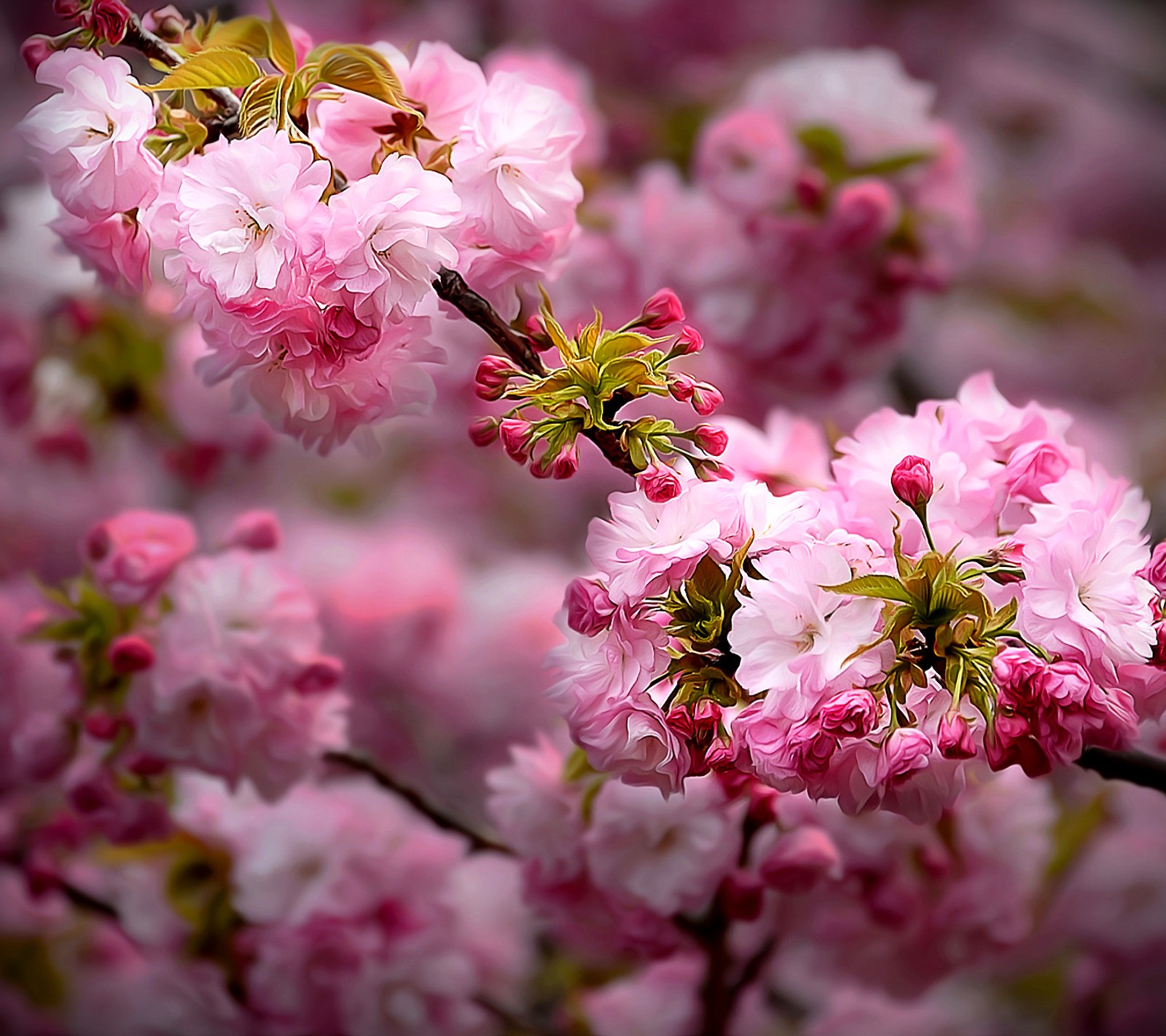 Un primer plano de un árbol con flores rosas y muchas hojas (flores, primavera)