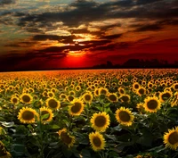 darkdroid, flowers, landscape, nature, sunflower