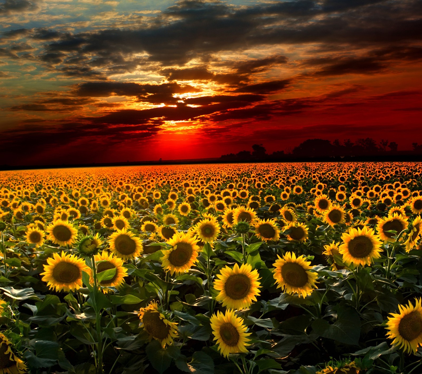 Téléchargez le fond d'écran darkdroid, fleurs, paysage, nature, tournesol