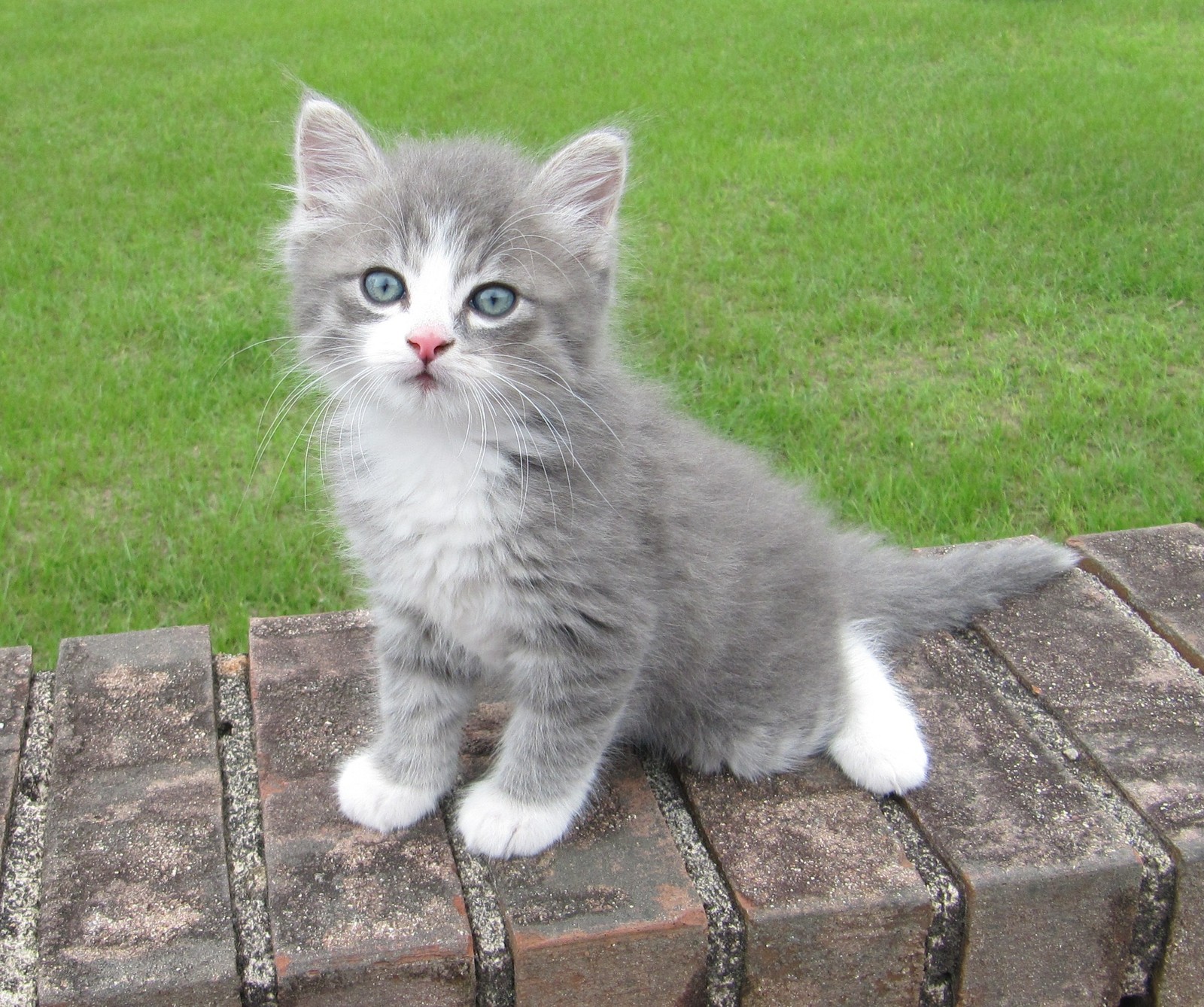 Hay un pequeño gatito gris sentado en una pared de ladrillo (animales, gatitos)