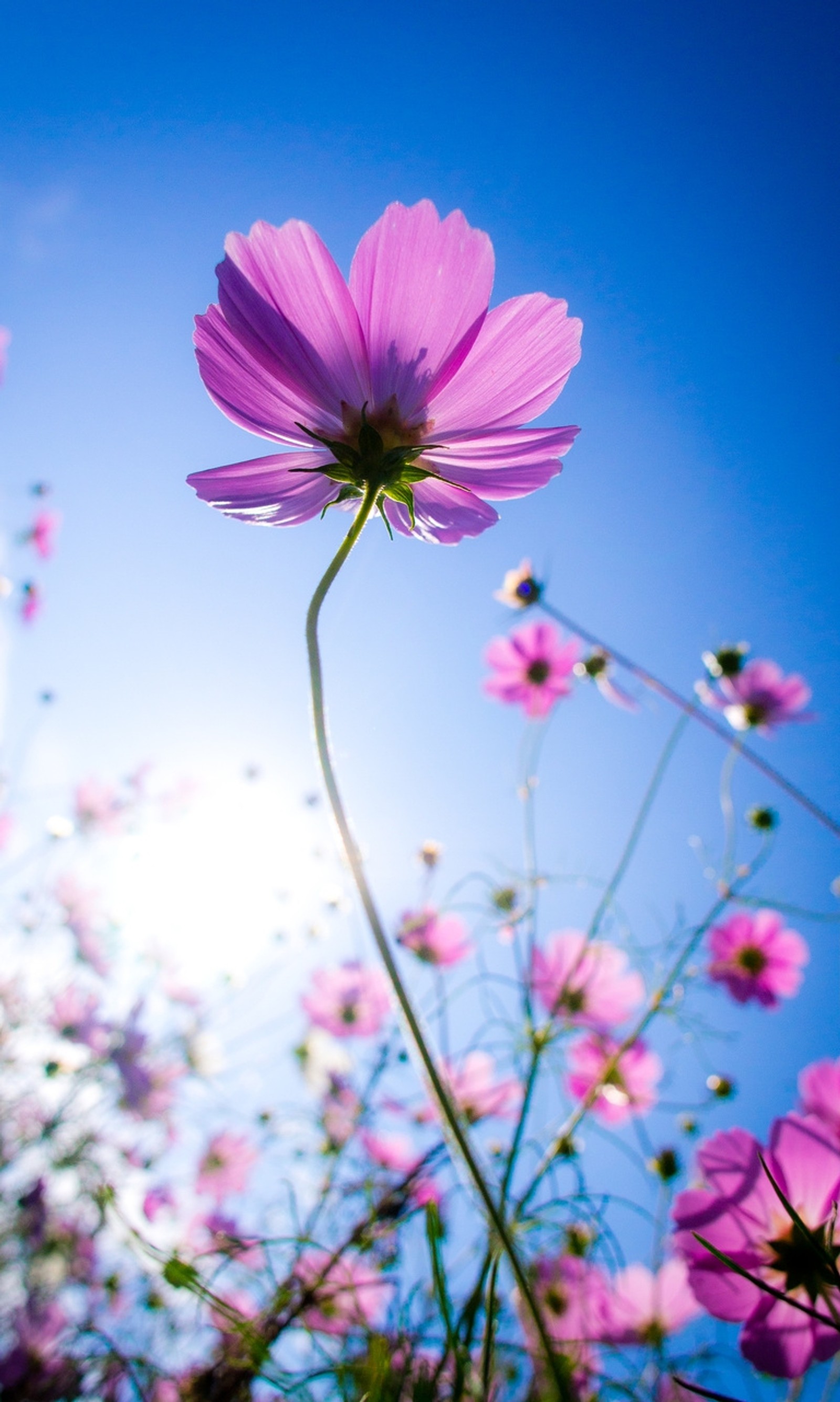 Flores roxas em um campo com um céu azul ao fundo (flor, natureza, céu)