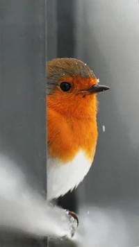 Encantador pássaro de peito laranja empoleirado em uma cena de inverno