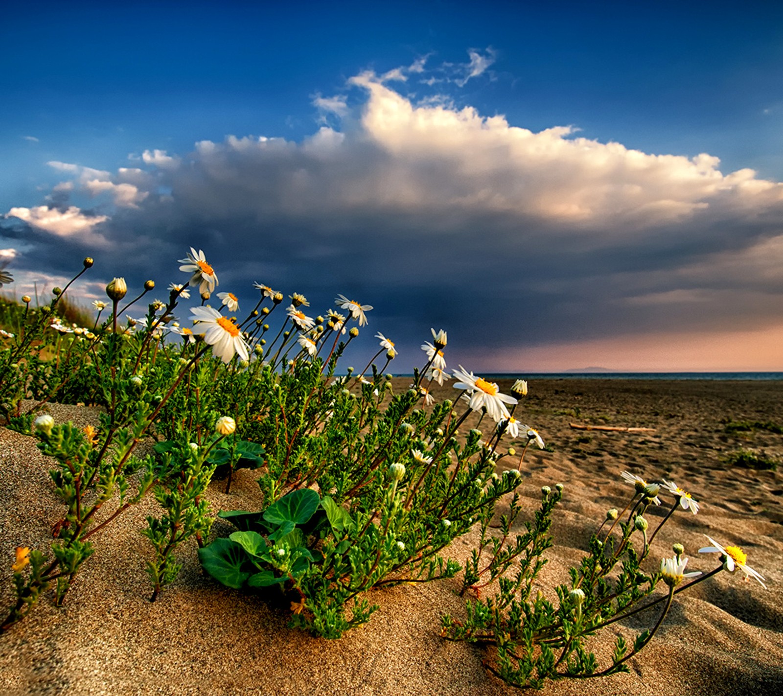 Flores crescendo na areia de uma praia sob um céu nublado (flores, primavera)