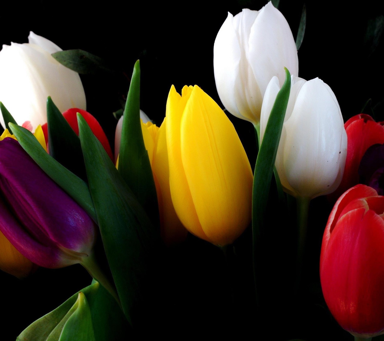 There are many different colored tulips in a vase (bokeh, flowers, leaves, nature)