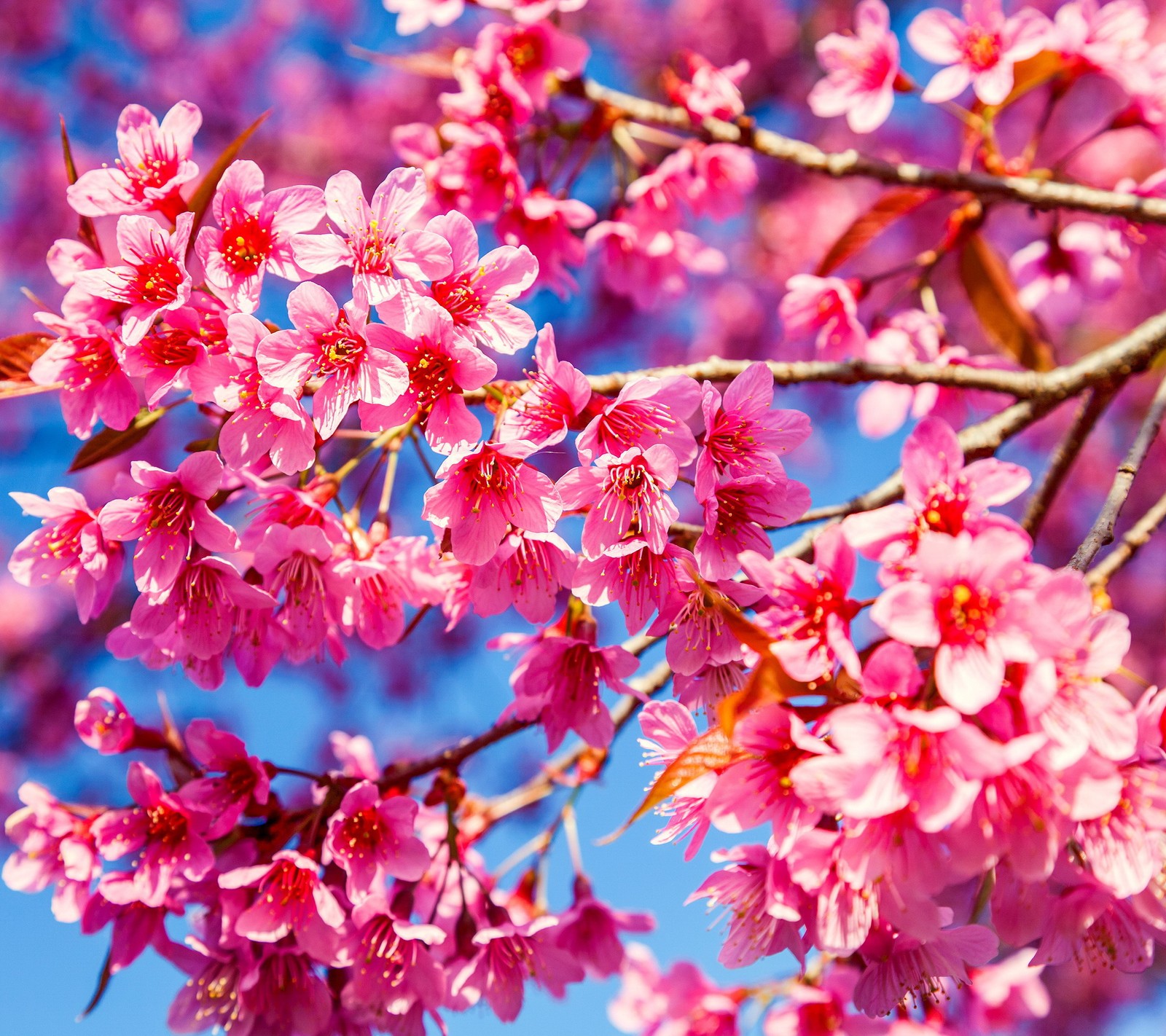 Um close de uma árvore florindo rosa com um céu azul ao fundo (flores, primavera)