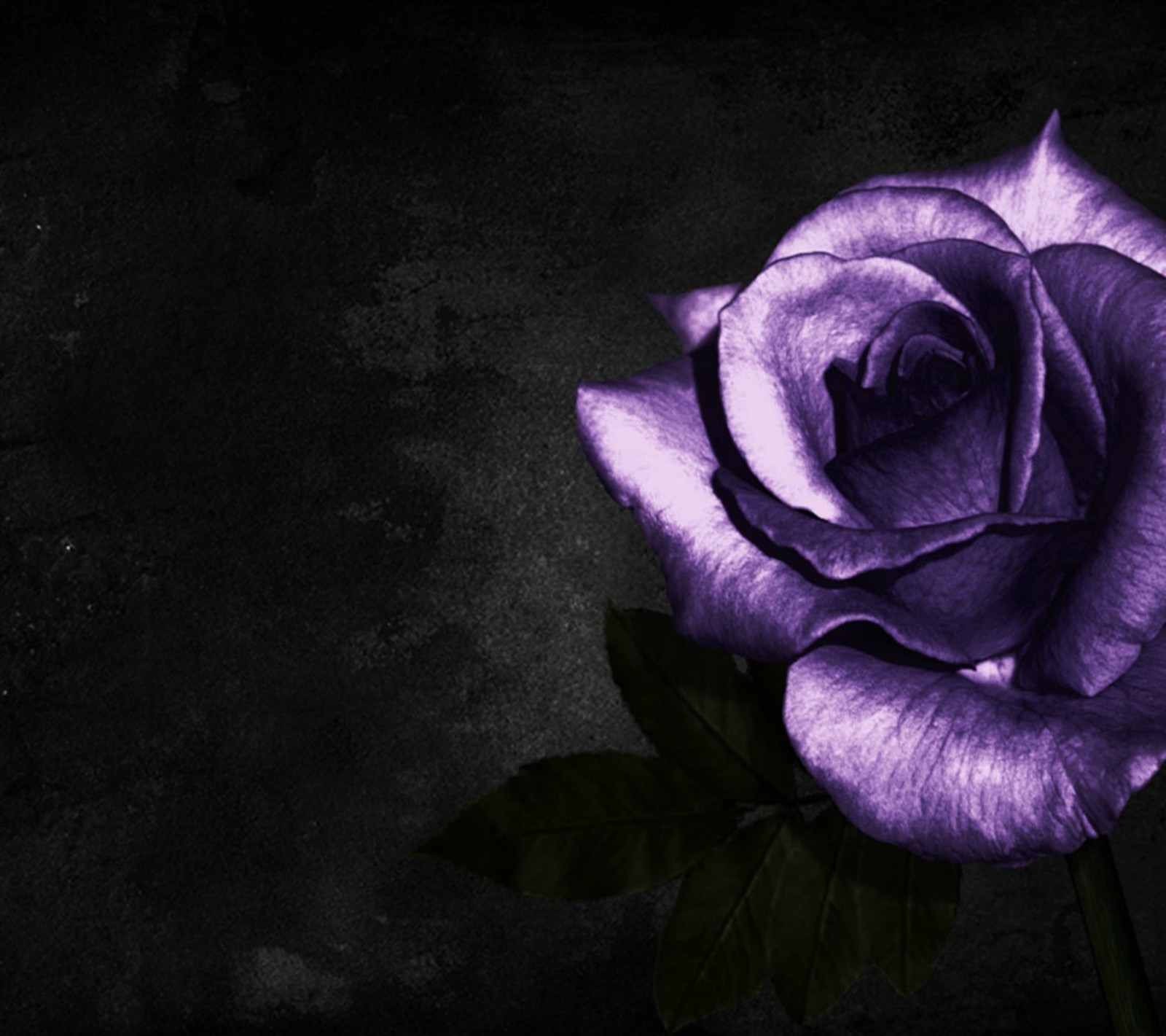 Rose violette avec des feuilles vertes sur un fond sombre (sombre, violet, rose)