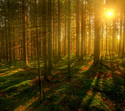 La luz del sol se filtra a través de un denso bosque, proyectando largas sombras sobre la exuberante vegetación verde.