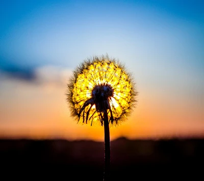 Silueta de diente de león iluminada por la luz del crepúsculo